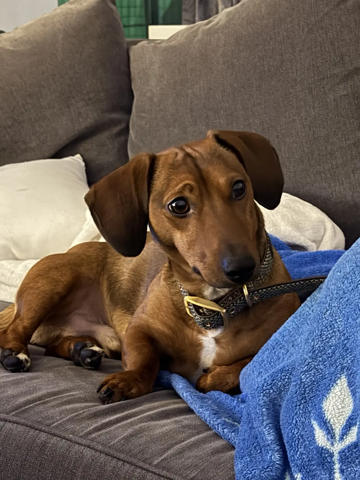 Ron the dachshund, Silly Sausage quality inspector